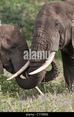 Stock photo de deux éléphants bull debout à côté de l'autre. Banque D'Images