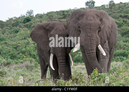 Stock photo de deux éléphants bull debout à côté de l'autre. Banque D'Images