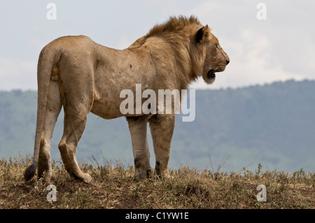 Stock photo d'un jeune homme Lion debout sur une crête à la zone d'enquête. Banque D'Images