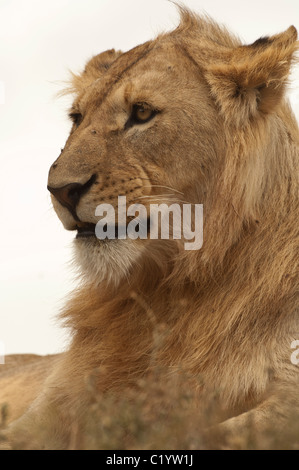 Stock photo libre d'un jeune homme lion assis sur une crête, avec sa tête. aménagé sous Banque D'Images