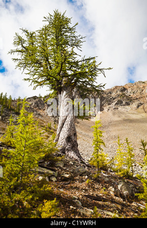 Un mélèze wisted près d'un grand pierrier dans le Nord de la chaîne des Cascades, Washington, USA. Banque D'Images