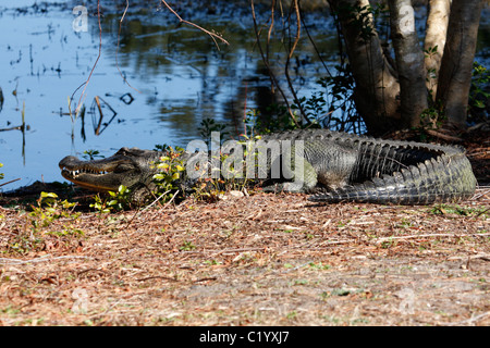 Alligator Alligator mississippiensis () Banque D'Images