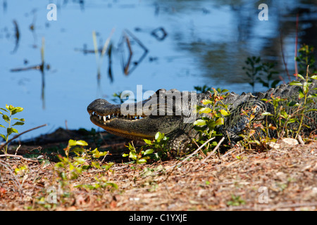 Alligator Alligator mississippiensis () Banque D'Images