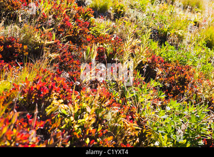 Les plantes couvre-sol rétro-éclairé dans le Cascades Nord à l'automne. Banque D'Images