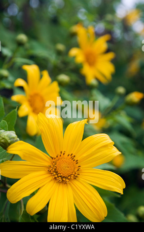 Le tournesol sauvage sur les pentes de Khun Yuam pendant la floraison Bua Tong Festival en novembre. Khun Yuam, Mae Hong Son, Thaïlande Banque D'Images