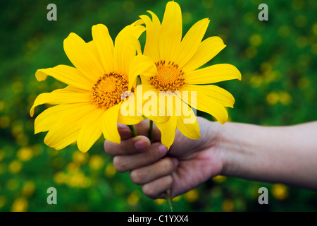 Le tournesol sauvage à Khun Yuam pendant la floraison Bua Tong Festival en novembre. Khun Yuam, Mae Hong Song, province de la Thaïlande. Banque D'Images