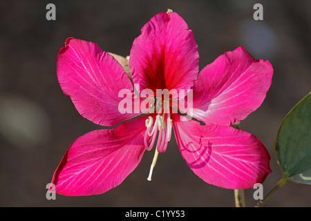 Fleur de Hong Kong, Orchid-Tree à fleurs rouges, de Bauhinia blakeana x Bauhinia, Pune, Maharashtra, Inde Banque D'Images