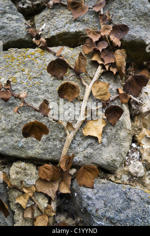 Dead lierre sur un mur de pierre. Banque D'Images