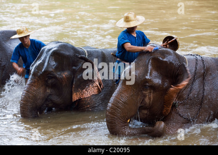 Les éléphants sont baignés dans la rivière par leurs cornacs au Chiang Dao Elephant Centre de formation. Chiang Dao, Chiang Mai, Thaïlande Banque D'Images