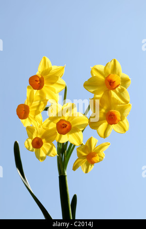 Narcisse jaune et bleu ciel Banque D'Images