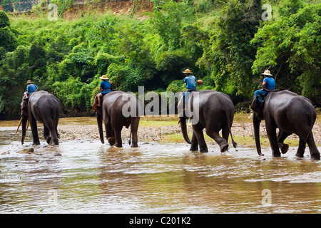 Une ligne d'éléphants patauge dans la rivière Ping à Chiang Dao le centre de formation de l'éléphant. Chiang Dao, Chiang Mai, Thaïlande Banque D'Images