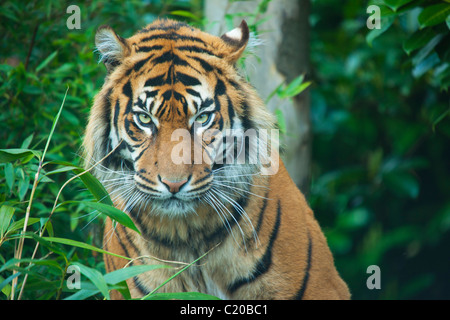 Le zoo de Chester, Cheshire, Angleterre, RU Banque D'Images