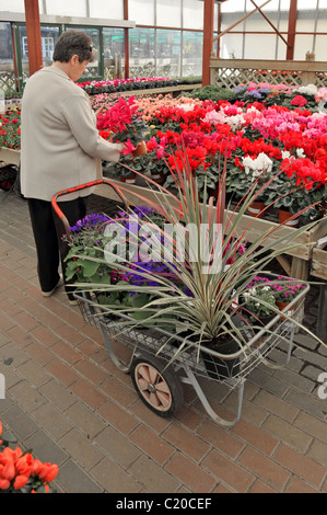 Femme sénior, fervente de jardinage et exposition colorée de pot cultivé Chariot de fleurs de cyclamen pour plantes centre de jardin intérieur Essex Angleterre Royaume-Uni Banque D'Images