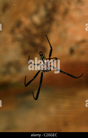 Golden silk-orb weaver araignée dans sa toile, Entebbe, Ouganda. Nephila clavipes Banque D'Images