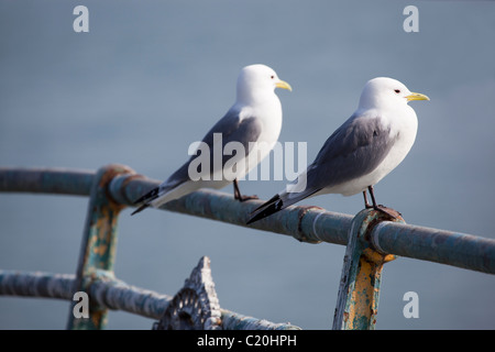 Mouettes sur garde-corps de la jetée de Mumbles Swansea Galles du Sud Banque D'Images