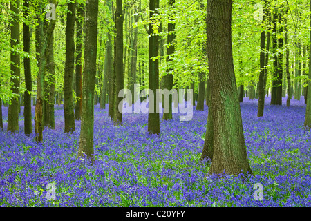 Bluebells(Hyacinthoides non-script) en hêtre (Fagus sylvatica) bois, Hertfordshire, England, UK Banque D'Images