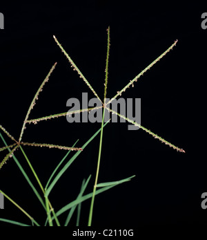 Bermuda Grass Cynodon dactylon inflorescence de fleurs Banque D'Images