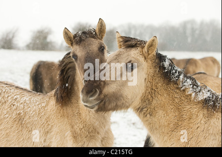 Konik Cheval (Equus caballus). Réserve naturelle de la tourbière de jambon, Kent, UK Banque D'Images