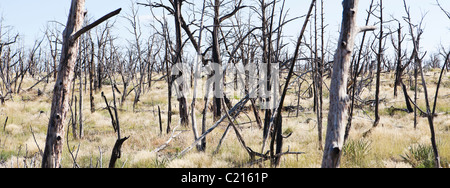 Un enchevêtrement de morts / arbres brûlés sur la mesa haut dans le Parc National de Mesa Verde, Colorado, USA. Banque D'Images