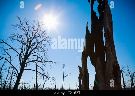 À la recherche à travers les arbres brûlés lors d'une journée ensoleillée dans le Parc National de Mesa Verde, Colorado, USA. Banque D'Images