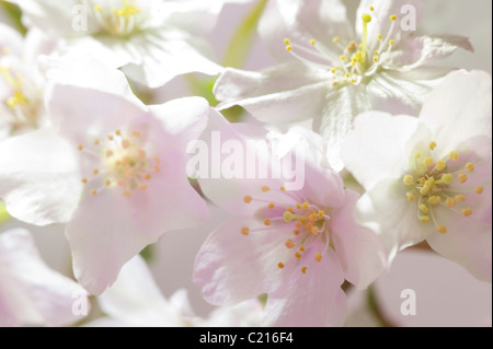 Fleurs de Printemps close up Banque D'Images