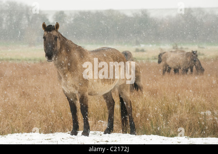 Konik Cheval (Equus caballus). Réserve naturelle de la tourbière de jambon, Kent, UK Banque D'Images