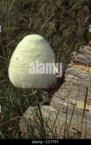 (Volvariella bombycina Rosegill soyeux ) - champignons Banque D'Images