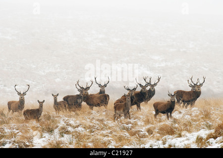 d cerf (Cervus elephus) , Peak District, Royaume-Uni Banque D'Images