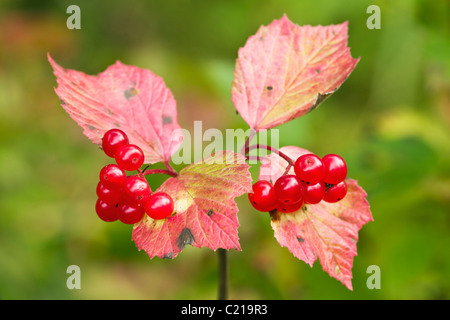 Gros plan du fruit de la canneberge dans High-Bush la fin de l'été dans le parc d'état de Chugach, près de Eagle River dans le sud de l'Alaska. Banque D'Images