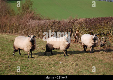 Trois moutons standing in field Banque D'Images