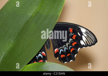 Verger cacher Papillons Machaons Banque D'Images