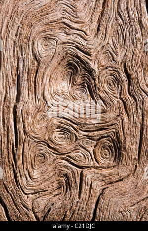 Grain de bois circulaire surmonté d'une macro de tronc de peuplier Banque D'Images