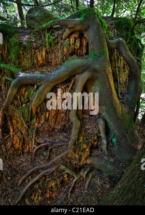Racines d'un arbre accroché à et enroulé autour d'une vieille souche d'arbre, détérioration des cascades, Washington, USA. Banque D'Images