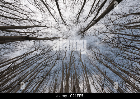 Le ciel à la recherche d'un bois de hêtre denses Banque D'Images