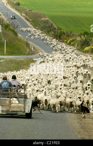 Moutons sur la route en Nouvelle Zélande, île du Sud Banque D'Images