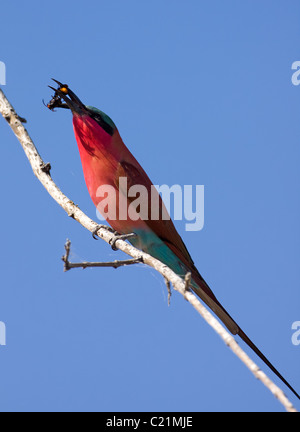 Le nord de Carmine Bee-eater Banque D'Images