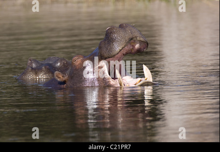 Hippo Banque D'Images