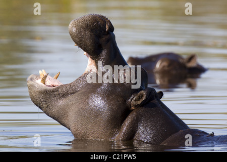 Hippo Banque D'Images