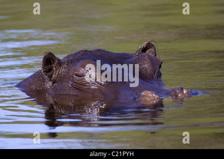 Hippo Banque D'Images