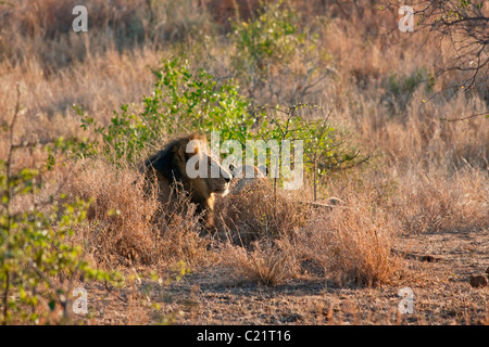 Homme et Femme Lion et lionne en pèlerin lever tôt le matin. Panthera leo, Kruger National Park, Afrique du Sud Banque D'Images