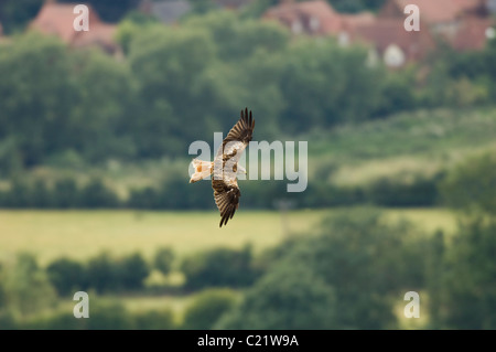 Le milan royal (Milvus milvus), Watlington Hill, Chilterns, UK Banque D'Images