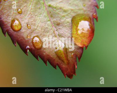 Gouttes de pluie dans une feuille de rosier sauvage Banque D'Images