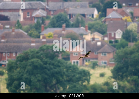 Le milan royal (Milvus milvus), Watlington Hill, Chilterns, UK Banque D'Images