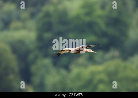 Le milan royal (Milvus milvus), Watlington Hill, Chilterns, UK Banque D'Images