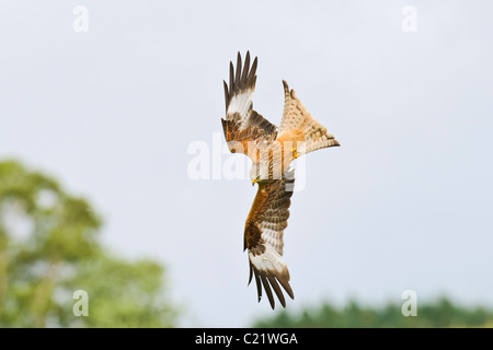 Le milan royal (Milvus milvus), Watlington Hill, Chilterns, UK Banque D'Images