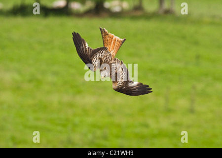 Le milan royal (Milvus milvus), Watlington Hill, Chilterns, UK Banque D'Images