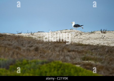 Gull Larus dominicanus Kelp, à Strandfontein d'égouts, la meilleure place d'observation à Cape Town Afrique du Sud Banque D'Images