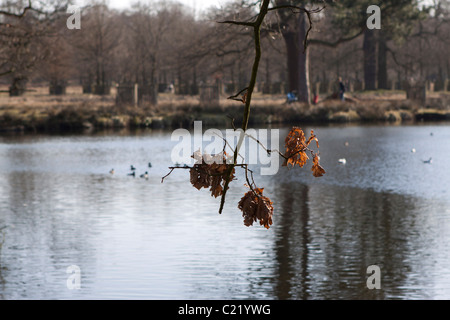 Les feuilles flétrissent à Dunham Massey dans Cheshire, Angleterre. Banque D'Images