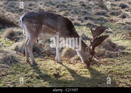 Deer à Dunham Massey dans Cheshire, Angleterre. © StockPix.eu Banque D'Images