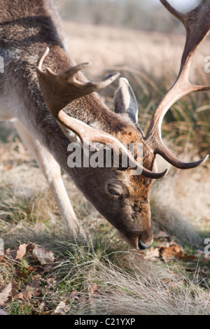 Deer à Dunham Massey dans Cheshire, Angleterre. © StockPix.eu Banque D'Images